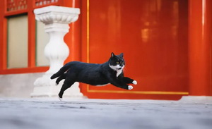 41亿次观看，年轻人在逛一种很“新”的展