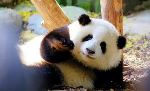 3月顶流，是一只叫和花的熊猫