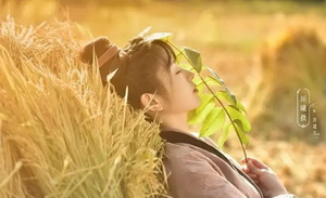 国剧“种田”，网文过年