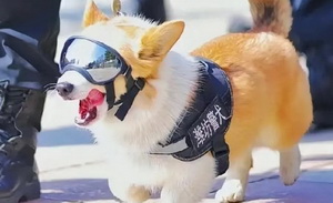 美食、素人、柯基警犬、健身器材，没什么不能红的