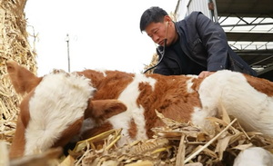 一年掏3000个牛屁股的“乡村兽医”，凭什么俘获千万粉丝？